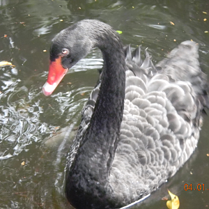 Black Swan - Wildlife Habitat 2012