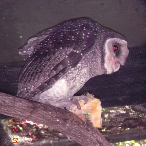 Lesser Sooty Owl - Wildlife Habitat 2012