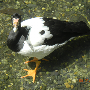 Magpie Goose - Wildlife Habitat 2012