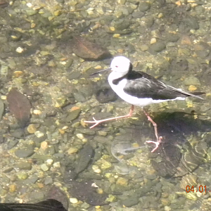 Pied Stilt - Wildlife Habitat 2012