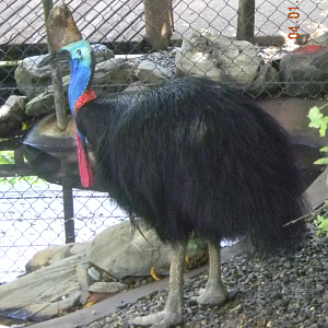 Southern Cassowary - Wildlife Habitat 2012