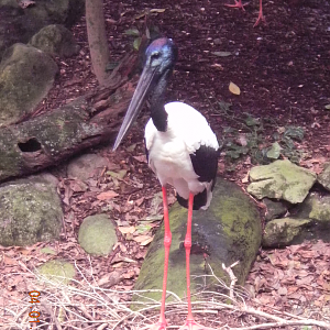 Black-necked Stork - Wildlife Habitat 2012