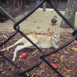 Antilopine Wallaroo - Wildlife Habitat 2012