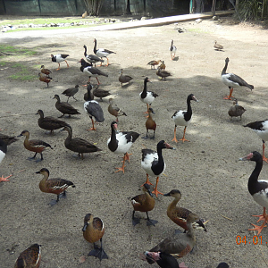 Magpie Geese, Wandering Whistling-Ducks and Pacific Black Ducks - Wildlife Habitat 2012