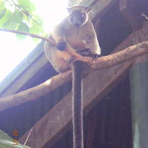 Lumholtz' Tree Kangaroo - Wildlife Habitat 2012