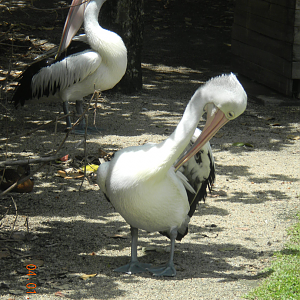 Australian Pelicans - Wildlife Habitat 2012