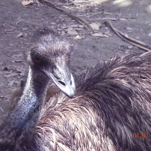Emu - Wildlife Habitat 2012
