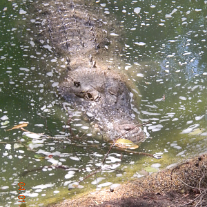 Saltwater Crocodile - WIldlife Habitat 2012