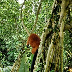 Red-ruffed Lemur Masoala