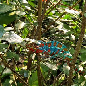 Panther Chameleon