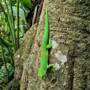 Madagascar day gecko