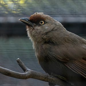 Rufous-fronted laughingthrush (Garrulax rufifrons)