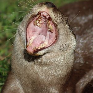 Asian short-clawed Otter