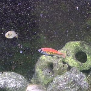 Haplochromis nyererei