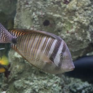 Desjardin's Sailfin Tang