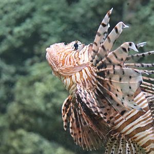Red Lionfish