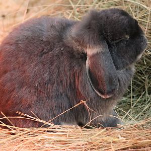 Domestic Rabbit