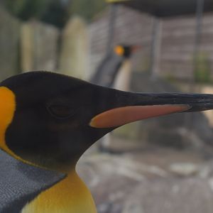 King Penguin