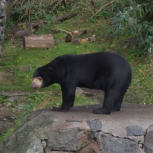 Sun Bear