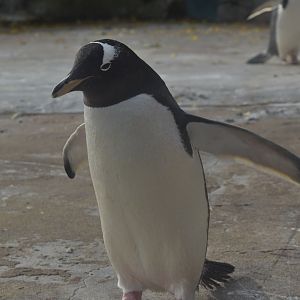 Gentoo Penguin