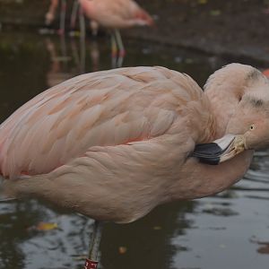 Chilean Flamingo
