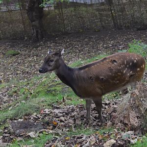 Visayan Spotted Deer