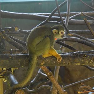 Common Squirrel Monkey