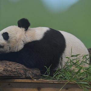 Giant Panda