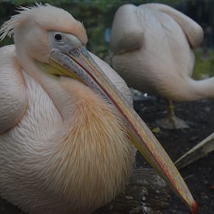 Great White Pelican