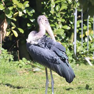 Marabou Stork