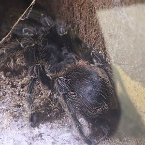 Brazilian Salmon Pink bird-eating Tarantula