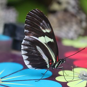 Sara Longwing Butterfly
