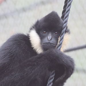 Northern white-cheeked Gibbon