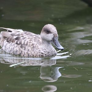 Marbled Teal