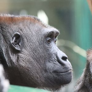 Western Lowland Gorilla