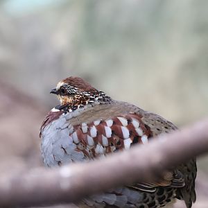 Collared Partridge