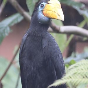 Wrinkled Hornbill, female