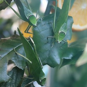 Giant Leaf Katydid