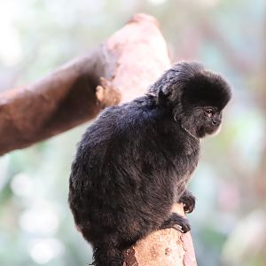 Goeldi's Monkey