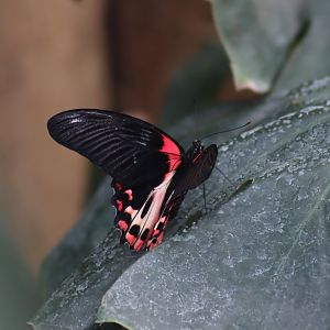 Scarlet Mormon Butterfly