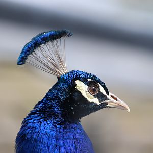 Indian Peafowl