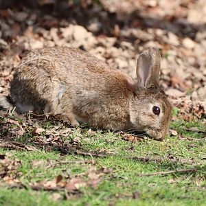 European Rabbit