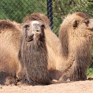 Bactrian Camels