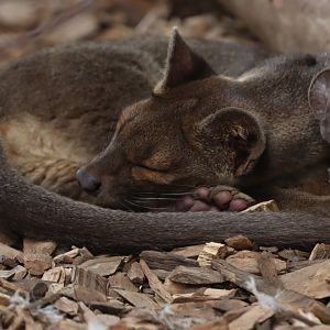 Fossa