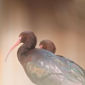 Puna Ibis
