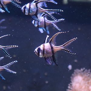 Banggai Cardinalfish