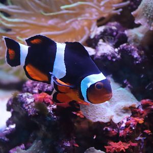 Clown Anemonefish