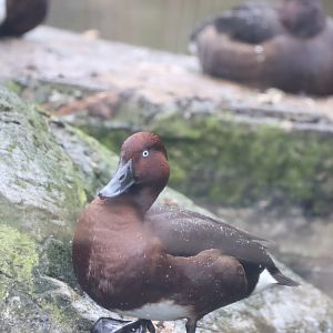 Ferruginous Duck