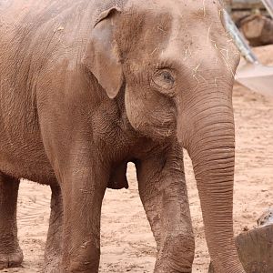 Asian Elephant 'Sundara'