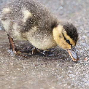 Mallard Duckling